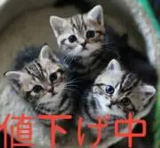 クウーの画像