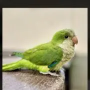 カポの画像