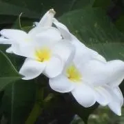 ハルの画像