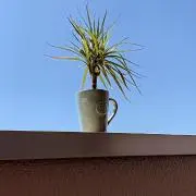syoota