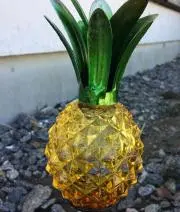 ささの画像
