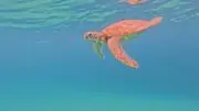 ごくうの画像