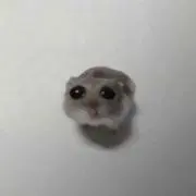 もちょの画像