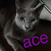 ace51
