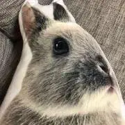 りーたんの画像