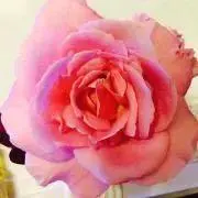 ろーず