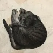 哺乳類史上もっともツイてる猫の画像
