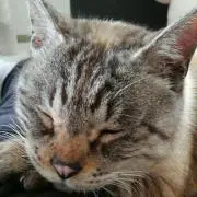 ぐでたま＊プロフ必読＊