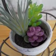 すももの画像