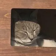 kaiの画像