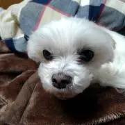 Qoo
