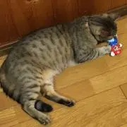 sarisu