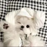 さら