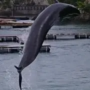しまへびの画像