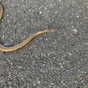 碧の画像