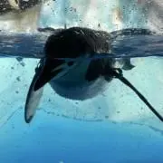 ぺんさんの画像