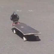 SSSの画像