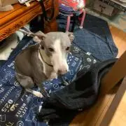 やんまん