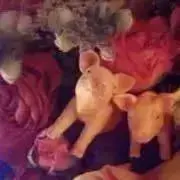 ぼんこの画像