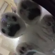 おいかわ