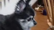 kotetuの画像