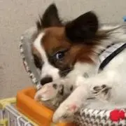 ましゅるの画像