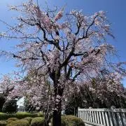 Sachiの画像