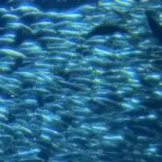 FAFAの画像