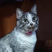 モタドラ