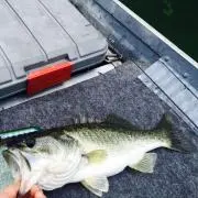 とし