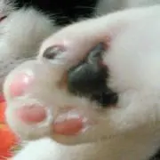 ベルベルママの画像