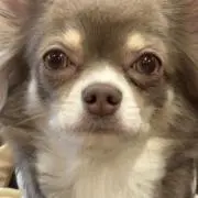piyopiyoの画像