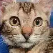 サとリの画像