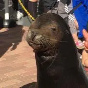 sssの画像