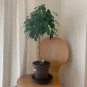 ろん