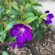 あめり