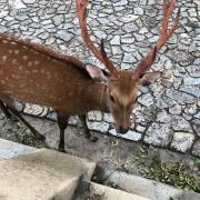 潔癖