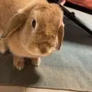 ちゃぁ