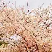 はぎよの画像