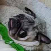 プイプイの画像