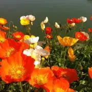 poppy3123の画像