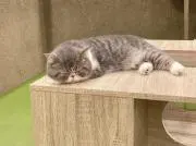 inoの画像