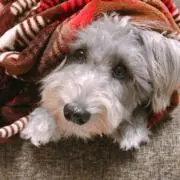 mattoの画像