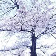 chococoの画像