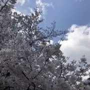 ごま団子の画像