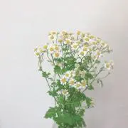 ななの画像