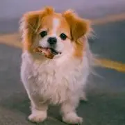 あや