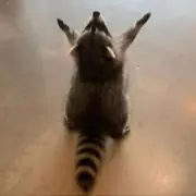 もんのすけ