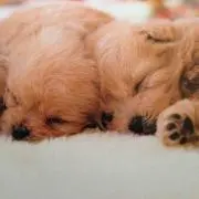 sone0177の画像