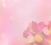 pipopaの画像